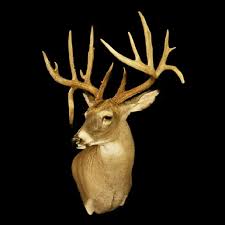 Whitetail deer head shoulder mount taxidermy trophy non typical 200 inch +++ wow. Mule Deer Shoulder Mount Mule Deer Buck Mounts Texas Taxidermy