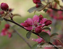 They are a sight to behold! Ornamental Flowering Trees Ga Garden Center Kinsey Family Farm