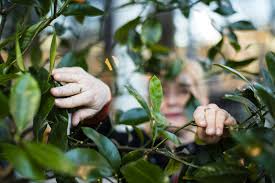 Bionautit » Bionautit