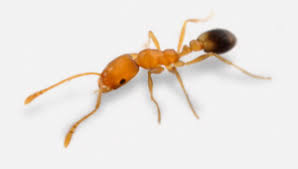 Best ant s for the kitchen 2020 edition pest strategies. How To Get Rid Of Pharaoh Ants