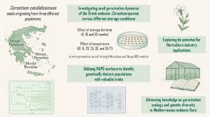 Image result for Cerastium indicum