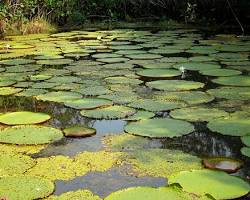 Imagen de Parque Nacional Natural Amacayacu, Colombia