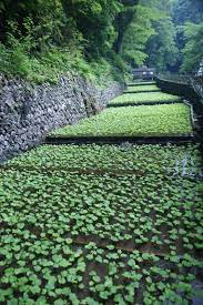 11 Of The Most Amazing Facts About Growing Wasabi You Never Knew Wasabi Garden Gardening Japan Travel Japan Beautiful Places