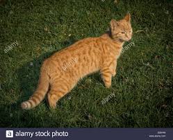 Orange isn't even a cat colour. 9 Cute Bengal Orange Tabby Mix Wallpaper Orange Tabby Cats Orange Tabby Bengal Cat