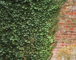 Wall (structure as side of or division in a building). English Ivy Akan Merambat Menutupi Tembok Pagar Rumah Anda English Ivy Plant English Ivy Outdoor Trellis