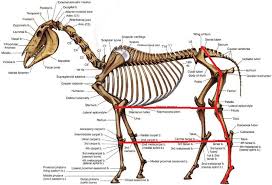 Horse anatomy leg anatomy animal anatomy muscle anatomy anatomy bones horse information. Total Hind Limb Length Hooves