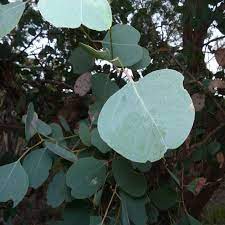 Silver dollar gum is an evergreen tree with an upright spreading habit of growth. Silver Dollar Gum