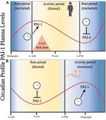 Life as nique gets exposed by carmen pritchett | ep.1 . Frontiers The Role Of Clock Genes In Fibrinolysis Regulation Circadian Disturbance And Its Effect On Fibrinolytic Activity Physiology