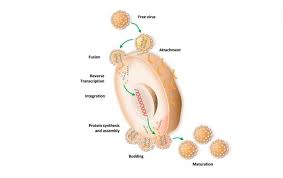 Mucous membranes, dendritic cells, and lymph nodes. How Hiv Infects A Cell International Partnership For Microbicides