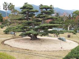 Takasago An Bonsai Garden Japan Https Www Pinterest Com 0bvuc9ca1gm03at Pinus
