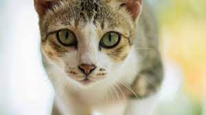 How Long Do Cats Live 3 Factors That Affect A Cat S Lifespan
