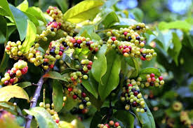 Image result for Antidesma