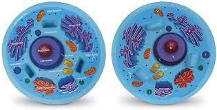 Sc.3.n.1.1 raise questions about the natural world. Buy Learning Resources Cross Section Animal Cell Model Soft Foam Early Biology Classroom Teaching Aid Grade 4 Ages 9 Online In Turkey B000fs4lwk