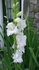 Pin On Gardening