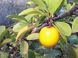 Image result for Ximenia americana