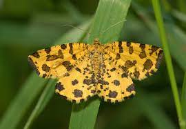 Günter krings nordeifel er ist kein gefährliches raubtier, der pantherspanner. Pantherspanner Wikipedia