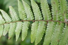 Image result for Thelypteridaceae