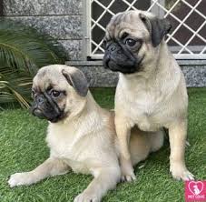Aug 01, 2021 · ci sono 4.466 offerte di amici animali in adozione a roma (provincia) da allevamenti, negozi, canili, privati, fra le quali trovare quella ideale per te. Carlino Cani Annunci Animali Trovacuccioli Com Gratis Cani Gatti