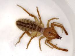 They are sollifugae and are a common domestic insect that shares some genetic and. Sun Spider What S That Bug