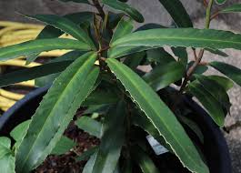 Image result for Brexia