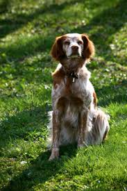 Epagneul Breton Chasseur Et Compagnon