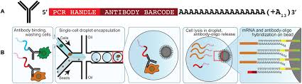 A = mass the resulting data from the detector is called a mass spectrum (plural mass spectra) which gives. Beyond Mass Spectrometry The Next Step In Proteomics Science Advances