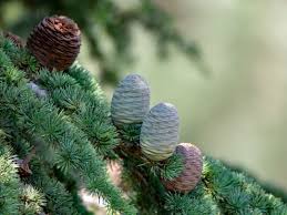 Maybe you would like to learn more about one of these? Propagating Deodar Cedar Seeds Deodar Cedar Seed Germination