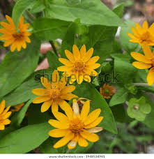 Image result for Aspilia africana