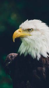 Find the best eagle wallpaper on wallpapertag. Eagle Iphone 8 7 6s 6 For Parallax Wallpapers Hd Desktop Backgrounds 938x1668 Images And Pictures