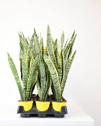 Image result for Vahadenia laurentii