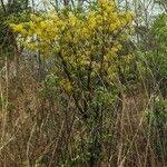 Image result for Cassia sieberiana