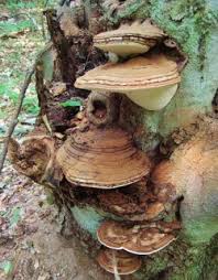 Image result for Ganoderma applanatum