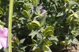 Image result for Barleria holubii