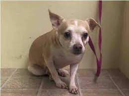 Safe --- Urgent - Manhattan Center Chewi - A0993653 Male Tan White Chihuahua Sh Mix 6 Yrs Owner Sur - Evaluate No Hold R Dog Help Pets Dog Adoption