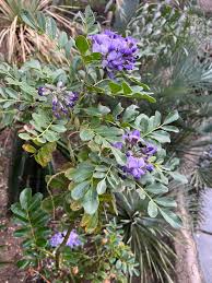 Image result for Millettia drastica