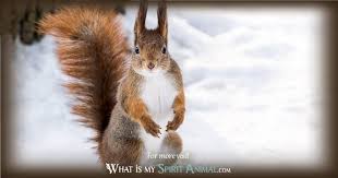 Squirrel adapts to life just about anywhere, exploits a multitude of food sources, and uses their intelligence to gain physical nourishment and nesting sites. Squirrel Symbolism Meaning Squirrel Spirit Totem Power Animal