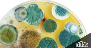 Mold grows well on paper products, cardboard, ceiling tiles, and wood products. How To Stop Mold From Growing In Your Home
