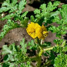 Image result for Solanum sp. B