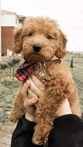 The breed would not be complete without the mini goldendoodle puppies. Video Cute Funny Amazing Tiktok Goldendoodle Puppy Mini Goldendoodle Puppies Cute Animals