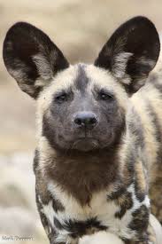 African Painted Dog Animals Wild Animal Photography Dogs African Animals