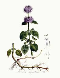 Image result for Mentha aquatica