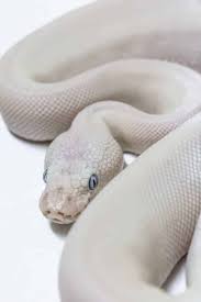 Blue Eyed Leucistic Ball Pythons Everything You Need To Know Embora Pets Ball Python Morphs Ball Python Pet Ball Python