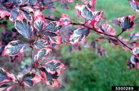 Ocimum, purple basil, sweet basil 'osmin'. Colorado Tough Great Trees For Your Western Garden The Denver Post
