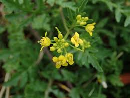 Image result for Rorippa madagascariensis