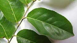 Image result for Casearia battiscombei