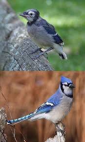 Baby Bird Identifier By Picture Easy Tips For Identifying Baby Birds Blue Jay Bird Identification Blue Jay Bird