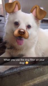 Snapchat has a new filter and it basically disneyfies your dog. Just Used The Snapchat Dog Filter On My Dog Aww