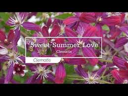 Check spelling or type a new query. 30 Seconds With Sweet Summer Love Clematis Youtube