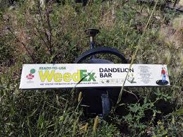 Kill weeds, including dollarweed, clover and dandelion, all season long with scotts weedex southern. Looking For A Friendly Herbicide Winnipeg Free Press Homes