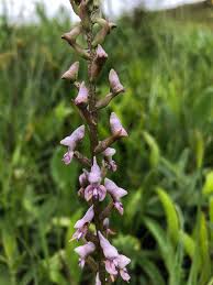 Image result for Disa aconitoides